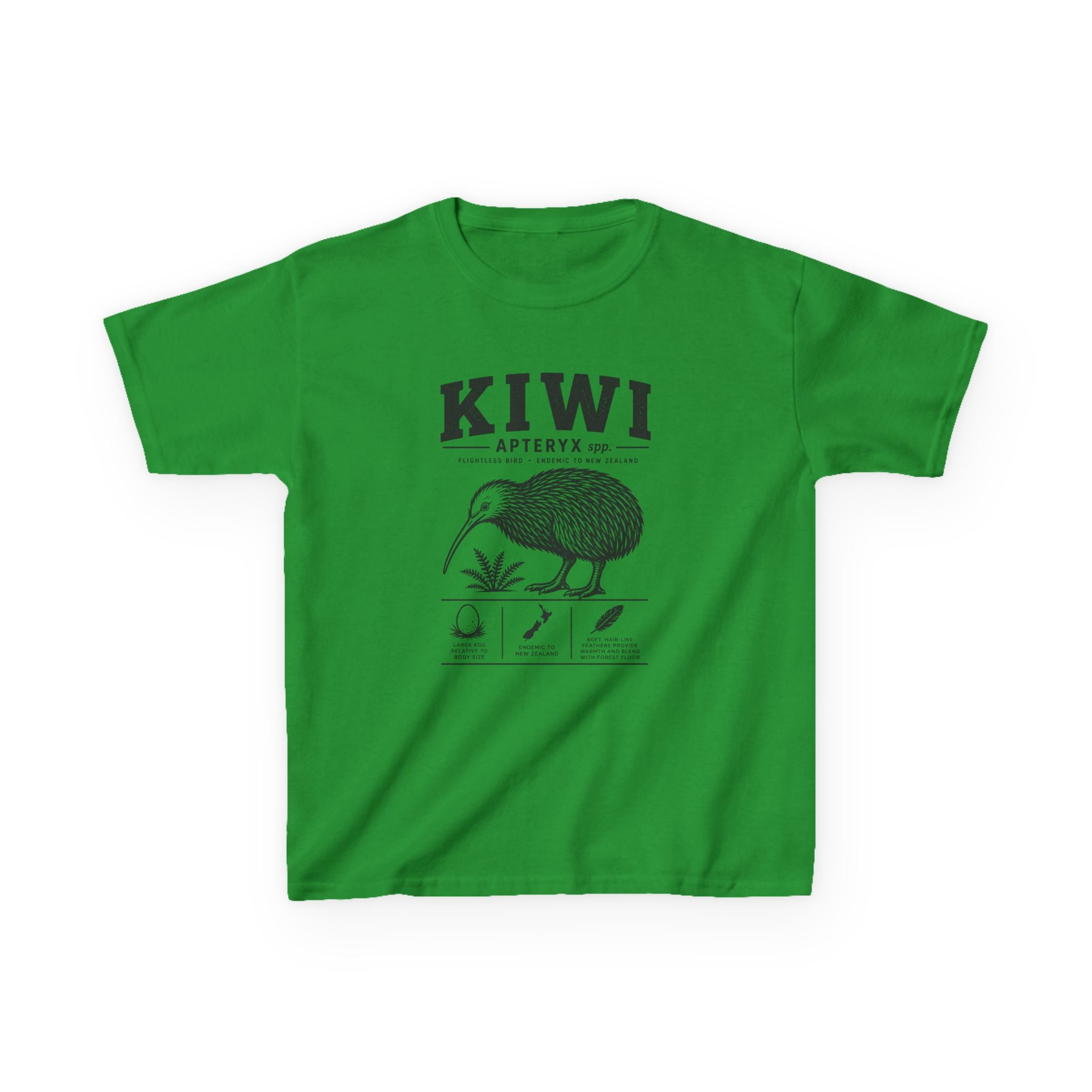 Kiwi Apteryx— Vintage Kiwi Illustration